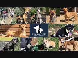 Maybe you would like to learn more about one of these? Mission Viejo Animal Services Center Welcomes 11 Dogs Mission Viejo Ca Patch