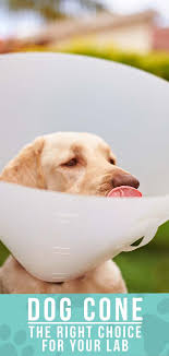 Whether it's a major surgery or your dog is incessantly licking his paws, there are going to be times when you need to use a dog cone. Dog Cone When To Use One And Which One To Choose