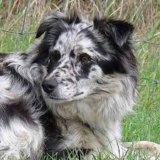 Why buy an australian shepherd puppy for sale if you can adopt and save a life? Australian Shepherds Reference Dams Rising Sun Farm