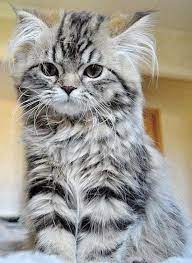 430 Kittens Ideas Kittens Kittens Cutest Cute Cats