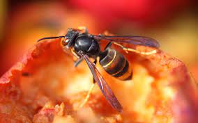 Comment faire fuir les frelons. Comment Faire Fuir Un Frelon