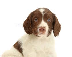 English springer spaniel mansfield, ohio, united states. Dog English Springer Spaniel Puppy Photo Wp47556