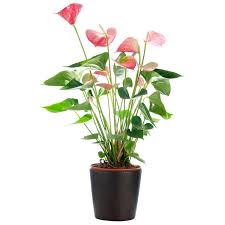 We did not find results for: Anthurium Send And Deliver Green Plants To New Zealand