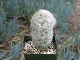 There are a few simple things you can do to help them thrive better. How To Care For An Old Man Cactus Succulents Network