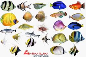 Tropical Fish 3d Model Collection Tropical Fish Low Poly Models Tropical