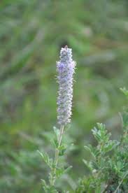 Image result for Landolphia villosa