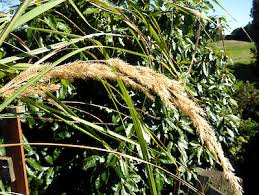 Image result for Agrostis epigejos