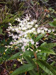 Image result for Vernonanthura polyanthes