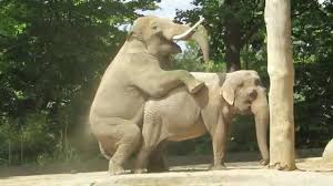 Elefantenbulle Victor Zoo Berlin Youtube Zoo Berlin Animals