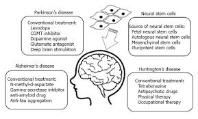 Neural Stem Cells Could Serve As A Therapeutic Material For Age Related Neurodegenerative Diseases Abstract Europe Pmc