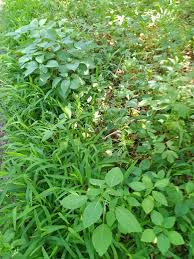 Image result for Laportea mooreana