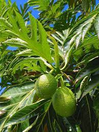 It grows almost anywhere on the islands and is a pest tree in many areas. The Large Fruit And Leaves Of The Hawaiian Breadfruit Tree Download Scientific Diagram