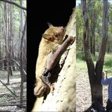 Aspects of program control over technological innovations with consideration of risks. Pdf Bat Echolocation Research A Handbook For Planning And Conducting Acoustic Studies