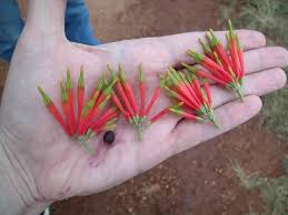 Image result for Dictyophleba