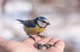 Comment Bien Nourrir Les Oiseaux De Son Jardin Nourrir Oiseaux Oiseaux Oiseaux Des Jardins