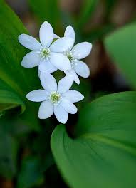 Follow these steps for planting wildflower seeds. Madison Indiana Wildflowers Madison Indiana