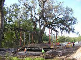 But if your landscape design calls for moving a tree or shrub to a new. Moving A Large Tree Lippi Consulting Arborists