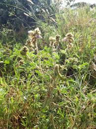 Image result for Alafia zambesiaca