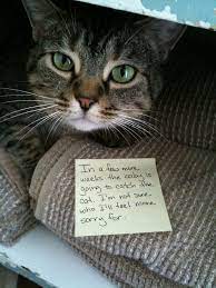 Blog Message With A Bottle Funny Cat Memes Buzzfeed Funny Funny Cat Videos
