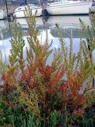 Image result for Suaeda monoica