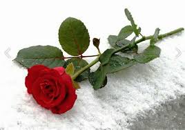 Paling Populer 29 Bunga Mawar Merah Merekah Antologi 8 Mawar Omzet Meroket Jelang Malam Jumat Setangkai Mawar Dihargai C Bunga Menggambar Bunga Mawar Merah