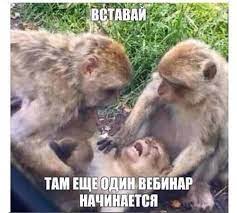 Monkeys funny #monkeys #funny #humor meme of a monkey staring dumb at a yellow flower captioned as how it feels to be back at your desk after a long weekend. Create Meme Let Me Die In Peace Monkey Monkey Three Monkeys Meme Pictures Meme Arsenal Com