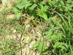 Image result for Cyperus rotundus