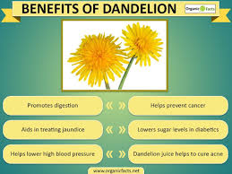 4 5 Gbp Dandelion Root Supplement 60s For Liver Anaemia Digestion Cholesterol Ebay Fashi Dandelion Benefits Holistic Health Remedies Natural Home Remedies