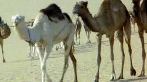 Why did humans start using camels to ride and pack supplies in desert habitats instead of horses? Bbc Two Science Clips Interdependence And Adaptation The Camel In The Desert