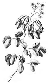 Image result for Intsia