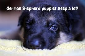 Proven tips from dog experts that has worked for more than 875,000 dog owners worldwide. 8 Week Old German Shepherd Puppy Routines And Training Shepherd Sense