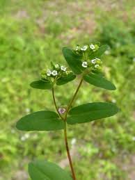 Image result for Euphorbia lissosperma