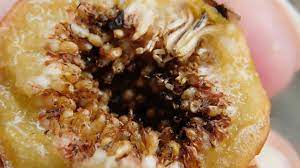I'm having a problem with small ants on my figs as they ripen. Fig Ants Youtube