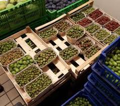 Image result for foto minikiwi