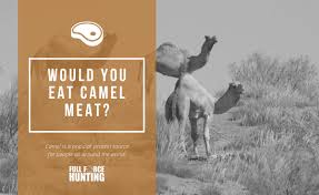Diced camel (1kg) individually vacuum packed bag 1kg weight finest selection of diced boneless camel meat. Australians Would You Eat Camel Meat Full Force Hunting