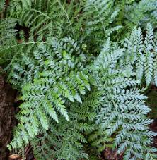 Image result for Asplenium gemmiferum