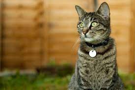 Indoor Vs Outdoor Cats Should You Let Your Kitty Roam Daily Paws