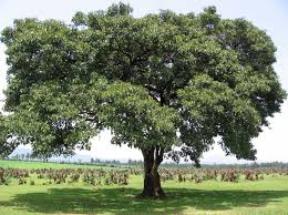 Image result for Cordia sp.A.