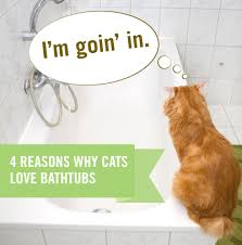 cats love bathtubs. here's why.