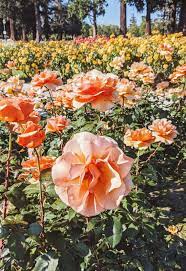 San Jose Municipal Rose Garden Garden Rose Garden Plants