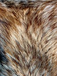 Fur Reference Fur Patterns In Nature Animals