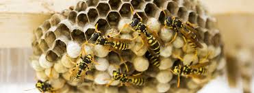 Können kupfermünzen im notfall helfen? Tipps Wie Man Lastige Wespen Entfernen Kann