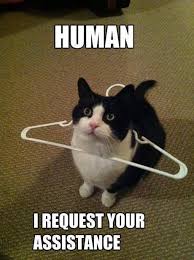 Human Assistance Funny Cat Pictures Cute Funny Animals Funny Animals