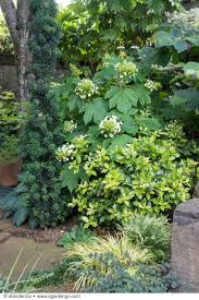 The Sike 39 S Dwarf Oakleaf Hydrangea Has Ivory Panicles In Summer And A Good Show Of Fall Color Because It 39 Woodland Plants Plants Hydrangea Landscaping