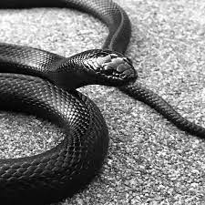 Mexican Black King Snake In Black And White Mexican Black Kingsnake Black Mamba Snake Pet Snake