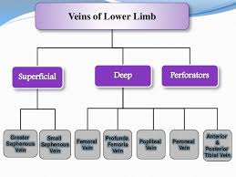 Venous Drainage Of Lower Limb Ppt