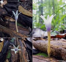 Image result for Voyria