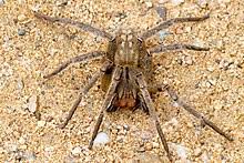 Da diese spinnen manchmal durch städte und fruchtsendungen streifen, ist es wichtig, sie zu erkennen und ihre. Brasilianische Wanderspinne Wikipedia