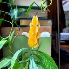 Image result for Euphorbia schimperiana