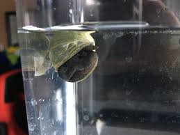 If the snail does not respond to you picking up the shell and falls out, it is dead. My Mystery Snail Is Floating But He S Not Dead What Could Be Going On Aquariums